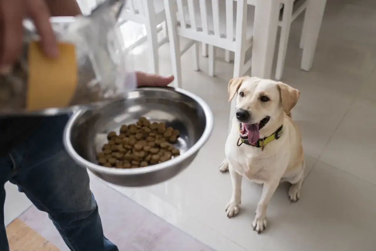 Czekający na posiłek, wesoły labrador z językiem na wierzchu patrzy na miskę z karmą, którą właśnie napełnia jego opiekun.