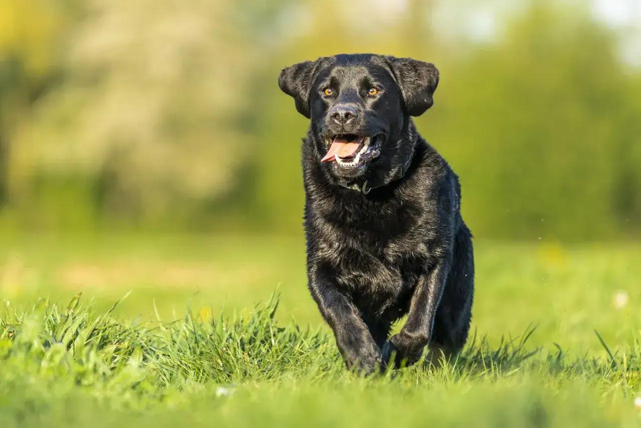 Czarny labrador biegnie przez zieloną trawę, z językiem na wierzchu, gotowy do zabawy.