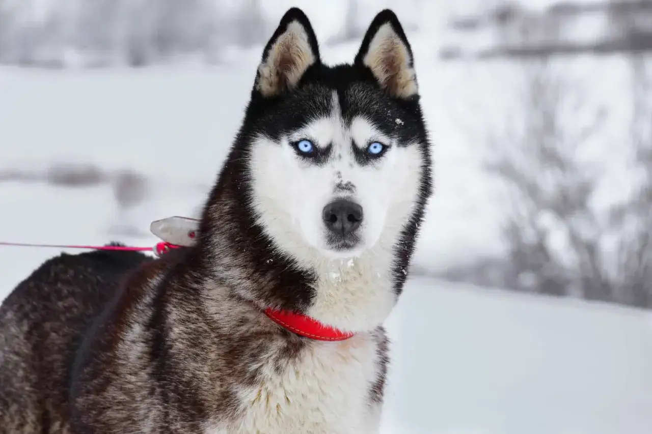Piękny husky syberyjski z niebieskimi oczami w śnieżnym krajobrazie.
