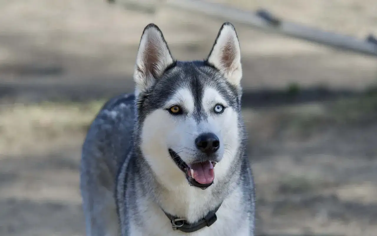 Pies podobny do husky z tęczówkami w różnych kolorach, z otwartym pyskiem i wystawionym językiem.