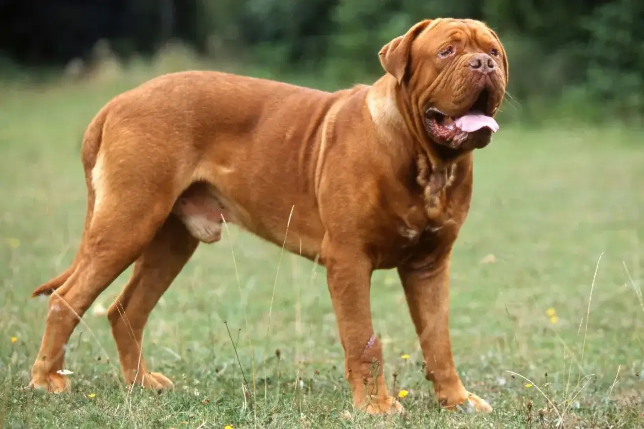 Potężny dog bordeaux stoi na łące, z językiem na wierzchu, gotowy do zabawy.