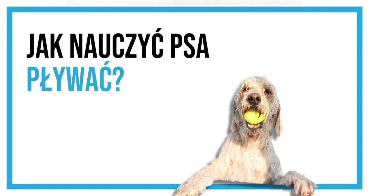Jak nauczyć psa pływać? Mokry pies z piłką w pysku, gotowy na wodne przygody.