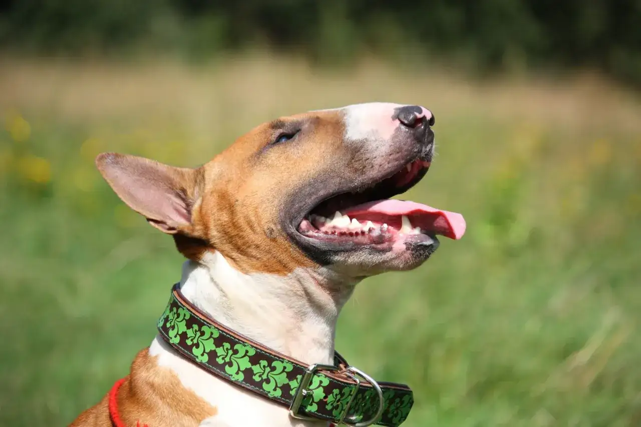 Pies rasy bull terrier z otwartym pyskiem i wystawionym językiem, w ozdobnej obroży. Nie wygląda na agresywne psy, raczej na zmęczonego upałem.