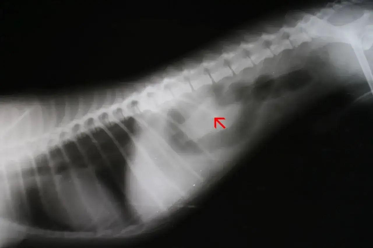 RTG psa z podejrzeniem zatkanych jelit. Czerwona strzałka wskazuje na obszar zablokowania w przewodzie pokarmowym, co może być objawem niedrożności.
