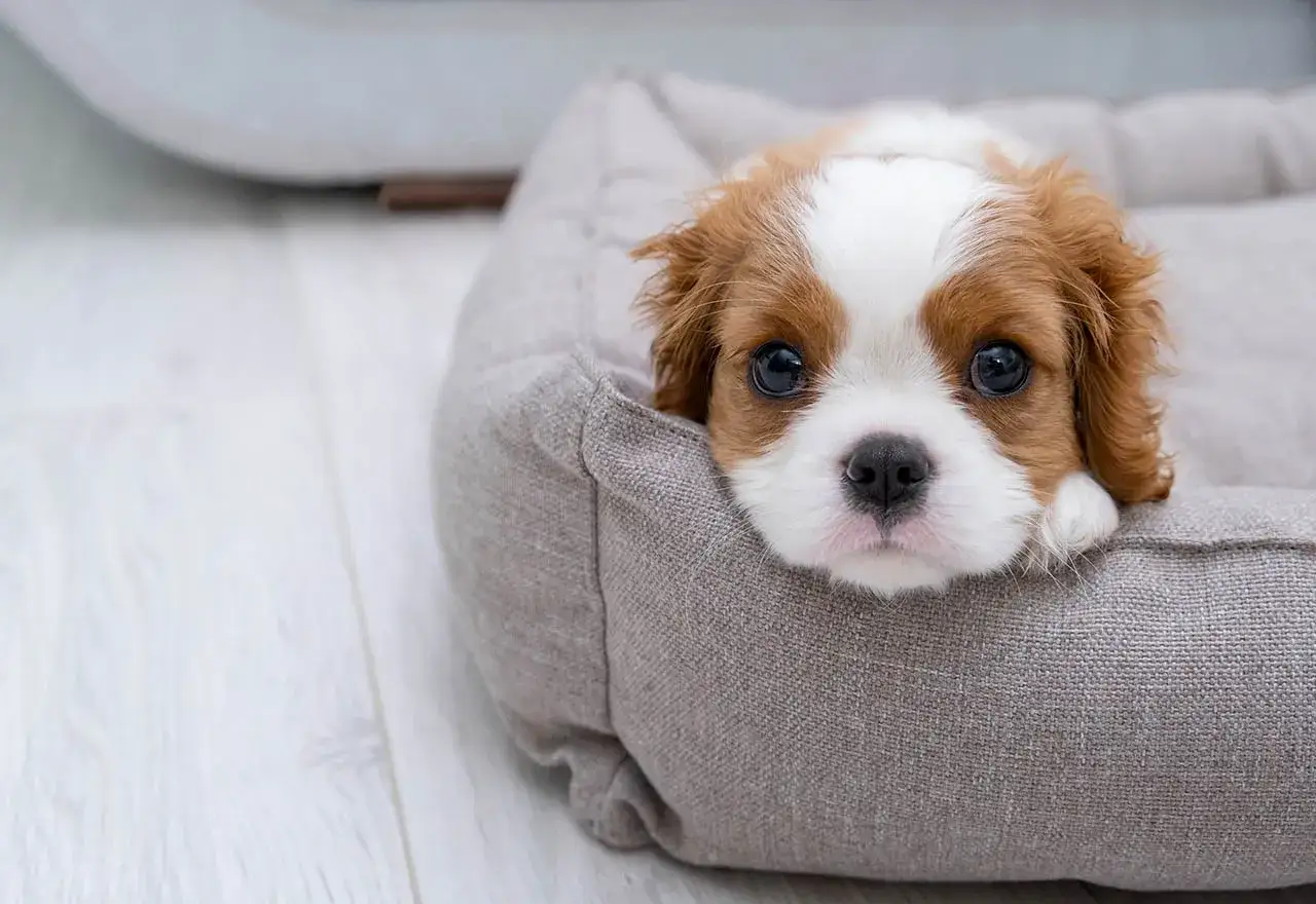 Uroczy szczeniak Cavalier King Charles Spaniel w swoim legowisku. Wygląda na to, że ten maluch woli załatwiać się w domu, a nie na spacerze.
