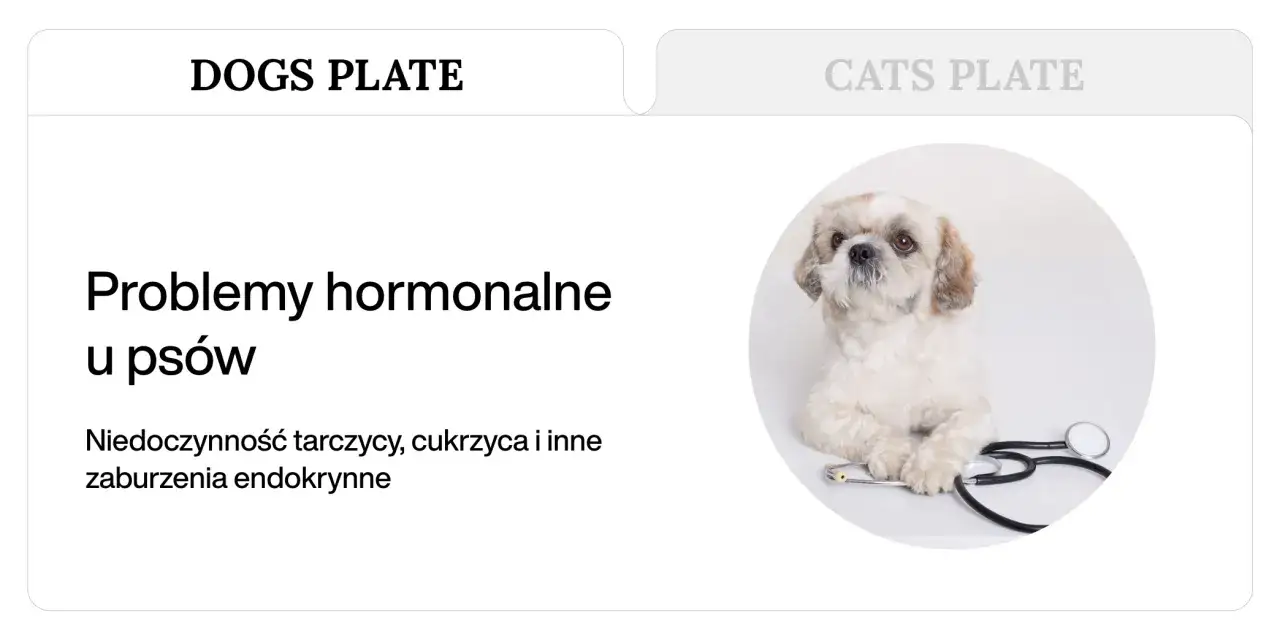 Uroczy piesek z problemami hormonalnymi, w tym niedoczynnością tarczycy. Stetoskop sugeruje wizytę u weterynarza.