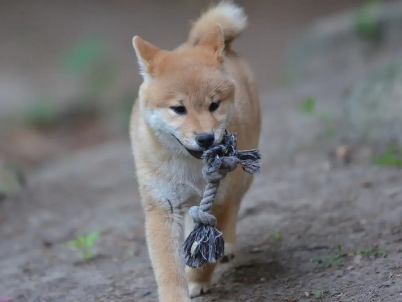 Szczeniak shiba inu z zabawką w pysku. Jak oduczyć szczeniaka gryzienia? Daj mu gryzak!