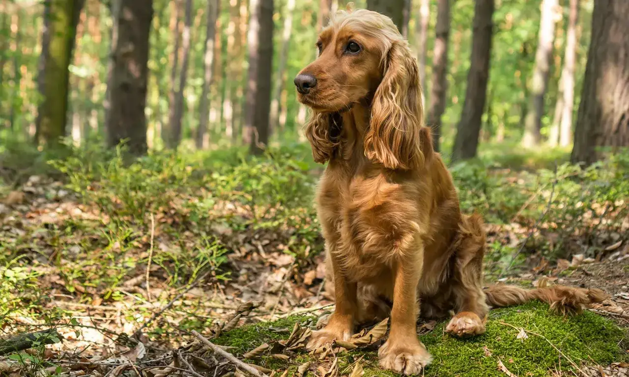 Złocisty cocker spaniel siedzi w lesie, otoczony zielenią i drzewami.