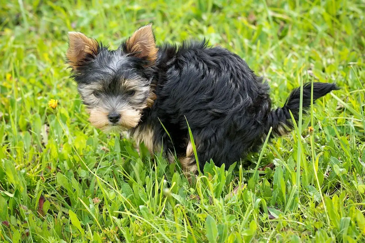 Mały yorkshire terrier robi kupę w trawie.