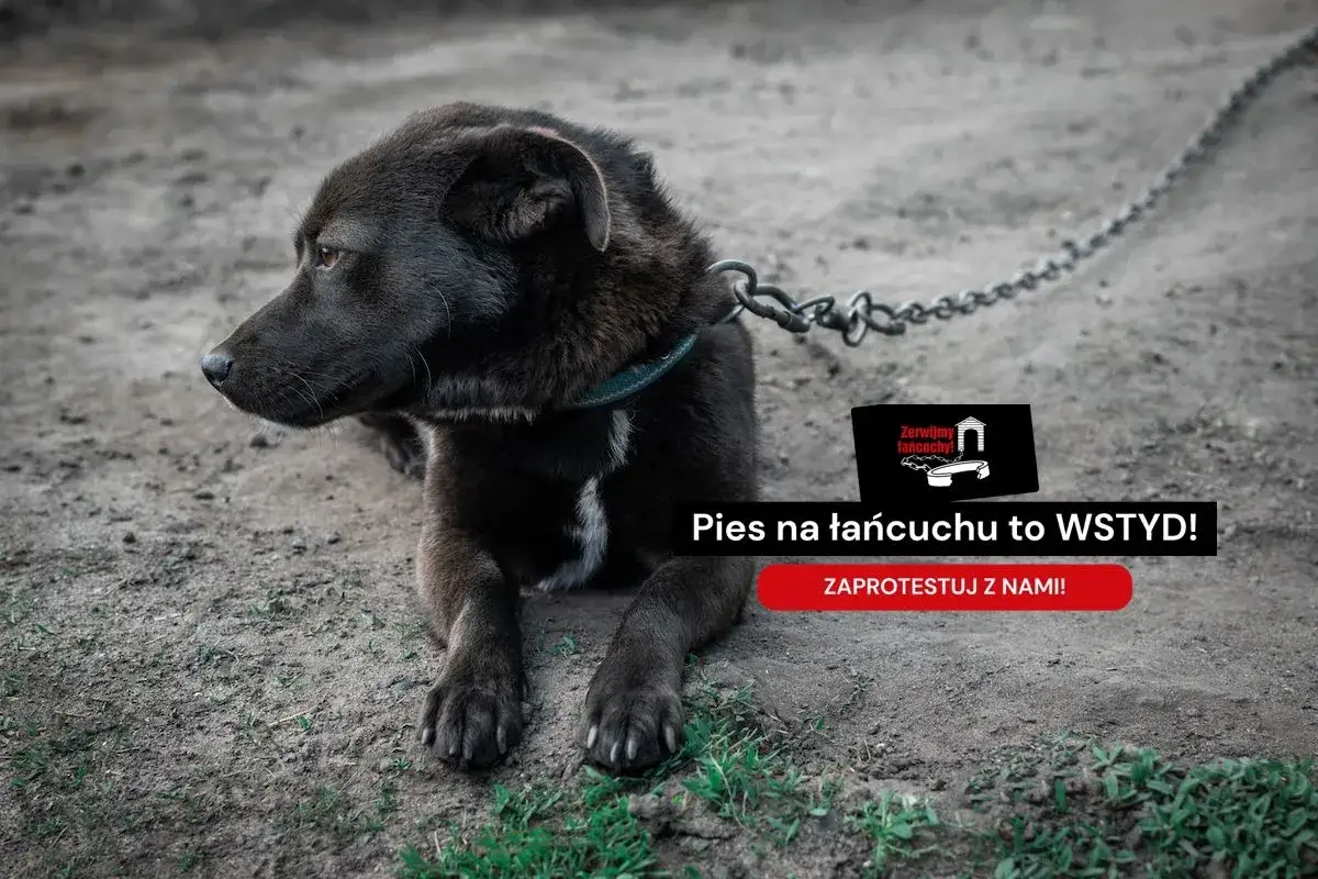Smutny pies na łańcuchu. Czy można trzymać psa na łańcuchu? To wstyd! Dołącz do protestu.