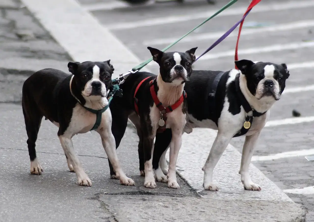 Trzy boston terriery na spacerze z psem, gotowe na przygody.
