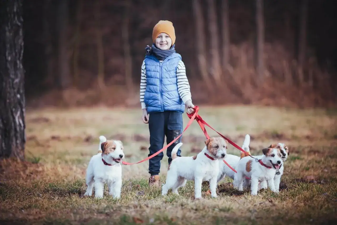 Chłopiec w czapce i kamizelce prowadzi na smyczach trzy urocze jack russell terriery.