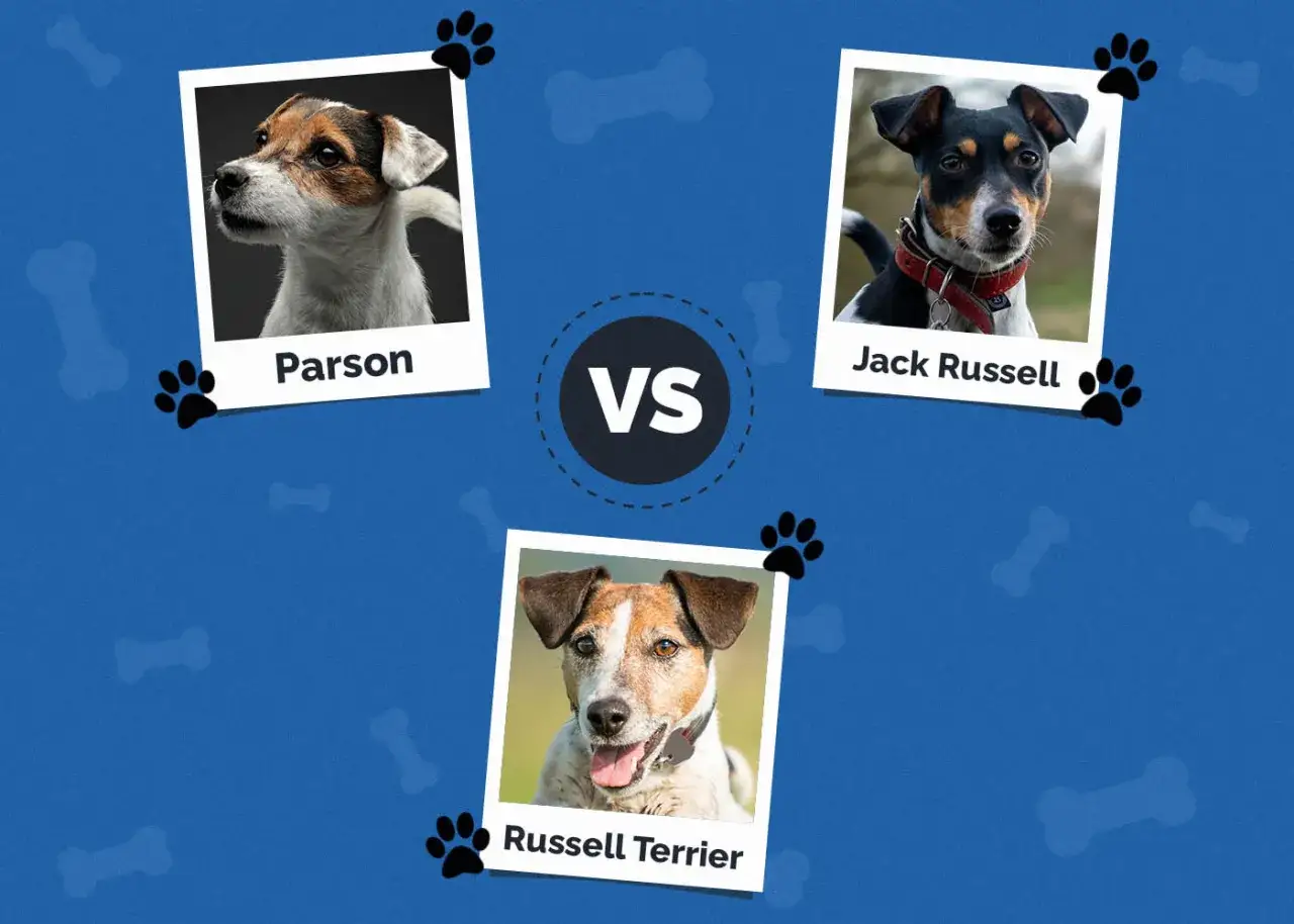 Trzy psy: Parson, Jack Russell i Russell Terrier, porównane na niebieskim tle z kośćmi.