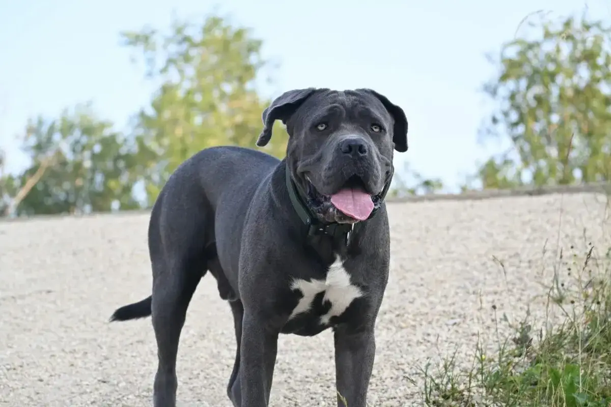 Potężny pies rasy cane corso, imponująca wielkość i muskularna budowa. Stoi na żwirowej ścieżce, z językiem na wierzchu.