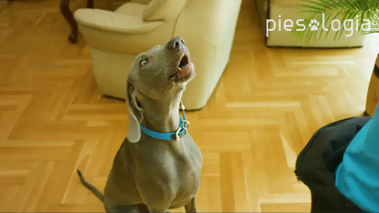 Szary pies w niebieskiej obroży szczeka, ucząc się komendy 