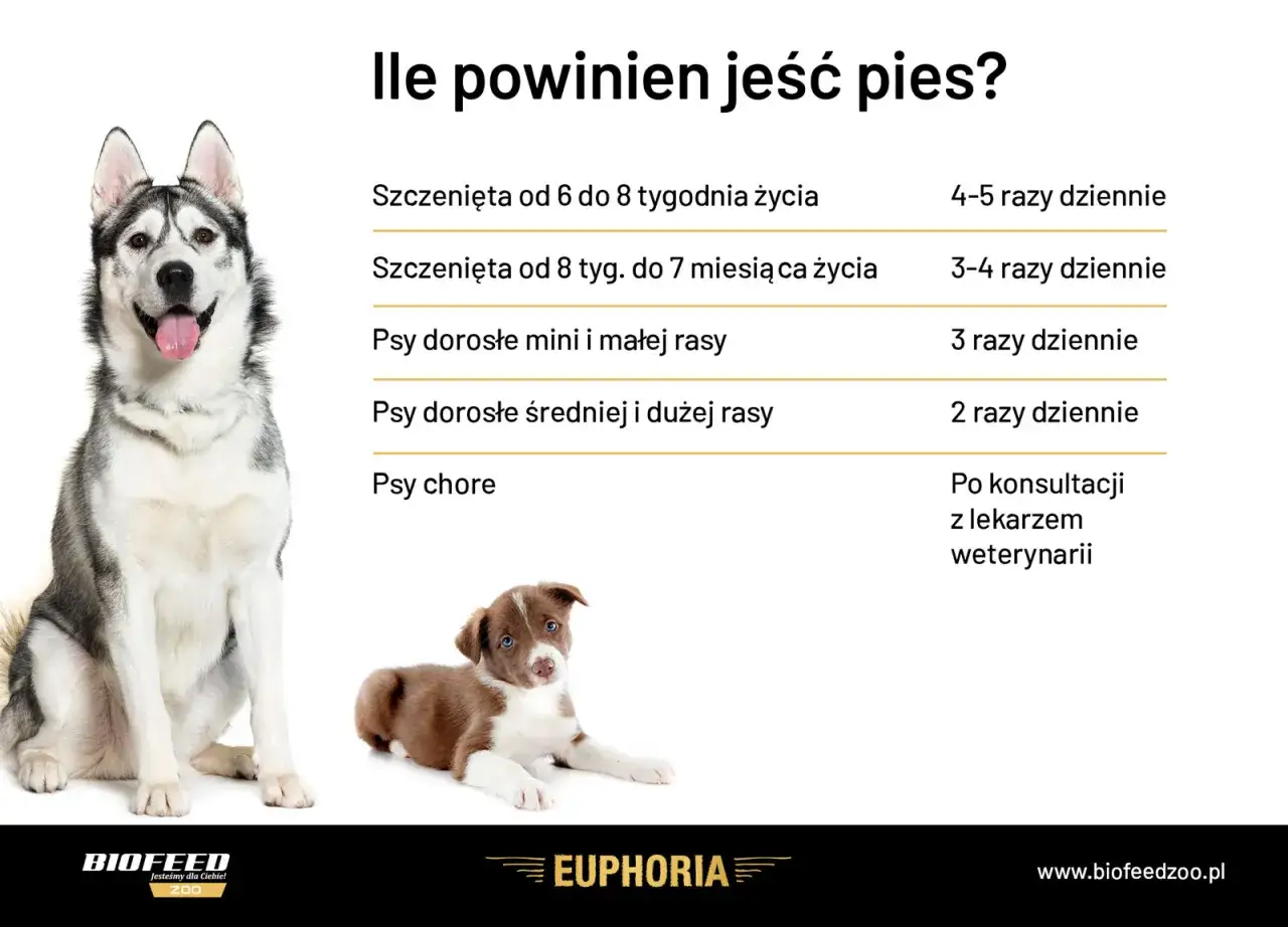 Tabela pokazuje zapotrzebowanie kaloryczne psa w zależności od wieku i rasy. Dorosłe psy małych ras jedzą 3 razy dziennie, duże 2 razy.