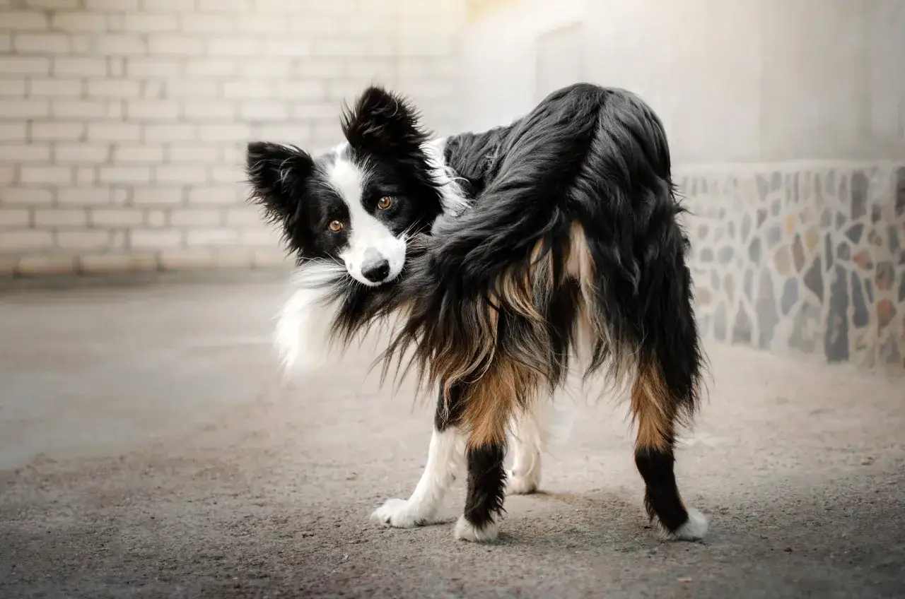 Czarno-biały pies rasy border collie, patrząc w obiektyw, próbuje złapać swój puszysty ogon.