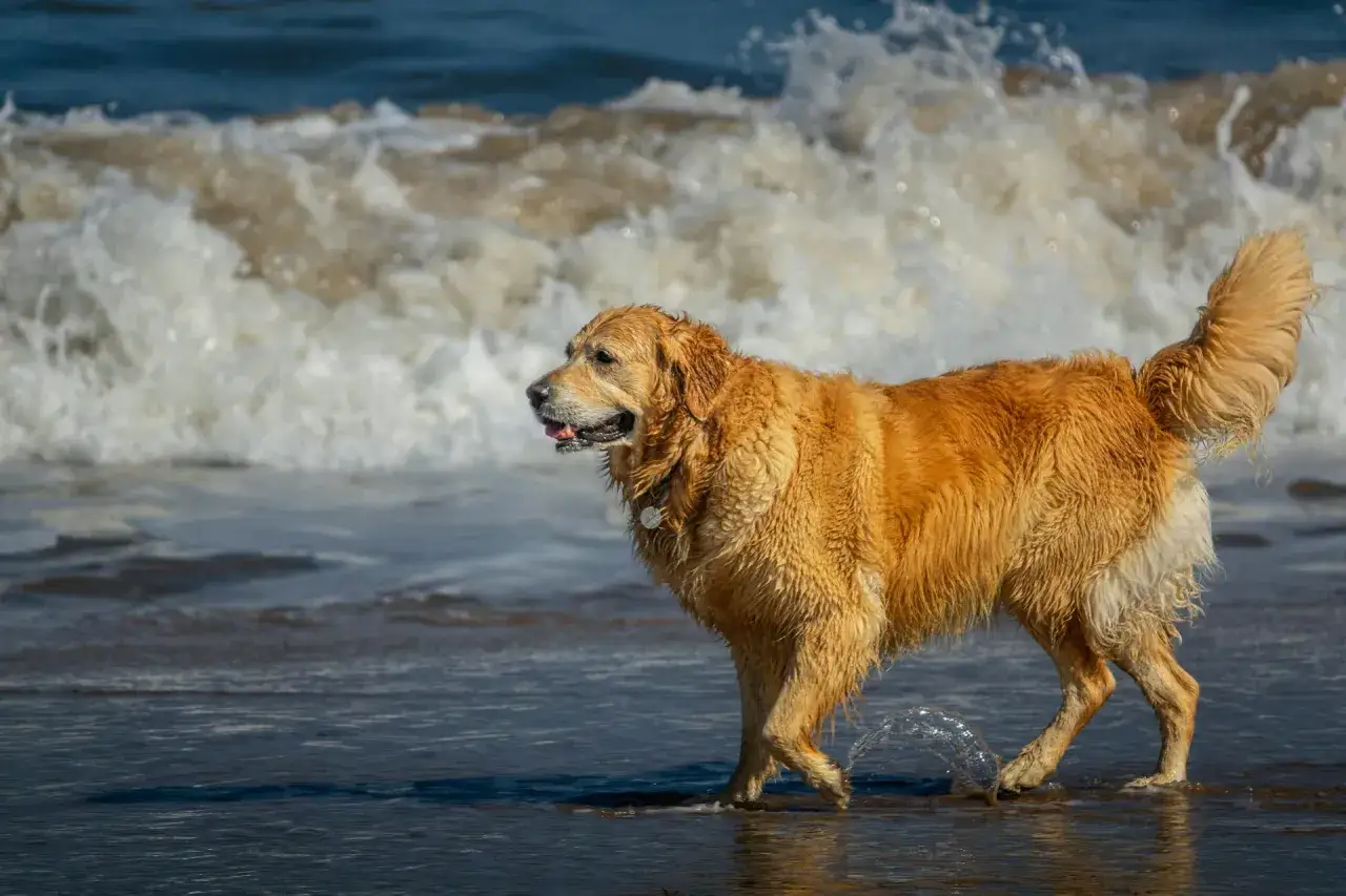 Złoty retriever cieszy się plażą, idealne miejsce, gdzie na wakacje z psem w Polsce.