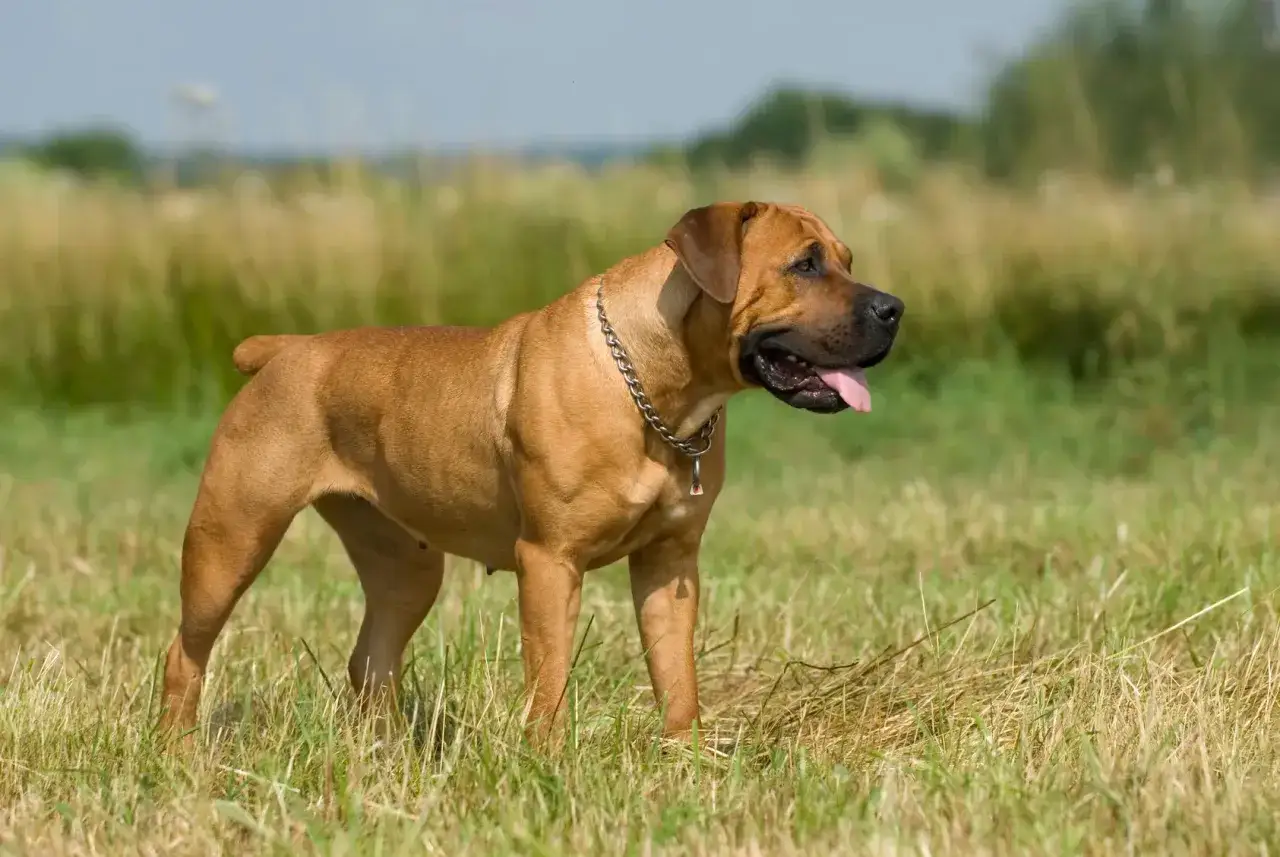 Potężny boerboel czarny, z błyszczącą sierścią i metalowym łańcuchem na szyi, stoi na łące.
