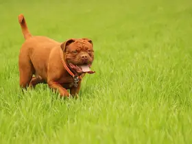 Potężny dog bordeaux w czerwonej obroży biegnie przez soczystą, zieloną trawę, z językiem na wierzchu.