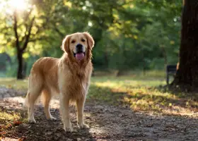 Szczęśliwy golden retriever stoi w parku, ciesząc się słońcem.