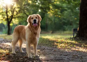 Szczęśliwy golden retriever stoi w parku, ciesząc się słońcem.
