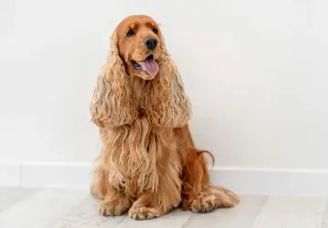 Uroczy cocker spaniel o złotym futrze siedzi na jasnej podłodze, z językiem na wierzchu, wyglądając na zadowolonego.