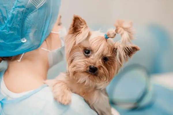 Mały yorkshire terrier z problemami neurologicznymi u weterynarza. Piesek ma zawiązane na gumkę włoski na głowie.