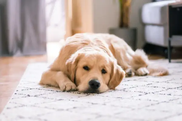 Złoty retriever leży na dywanie, wyglądając na lekko zmartwionego. Może to być objaw gronkowca u psa, który wymaga uwagi weterynarza.
