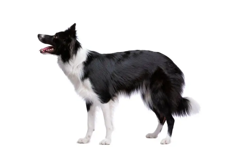 Czarny pies pasterski, border collie, z białymi znaczeniami, stoi na białym tle, gotowy do akcji.