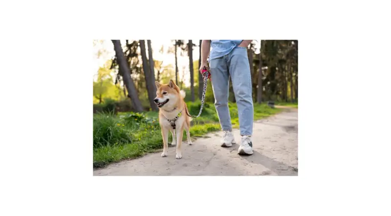 Shiba Inu na smyczy w parku. Jak nauczyć psa chodzić na smyczy? Trening na świeżym powietrzu.
