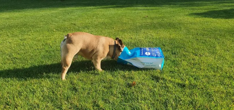 Pies francuski buldog zagląda do torby z karmą na trawie. Może zastanawia się, dlaczego pies je trawę, gdy ma pełną miskę?