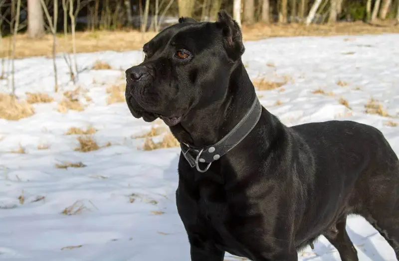 Czarny pies rasy Cane Corso, imponujący swoją wielkością, stoi na śniegu.