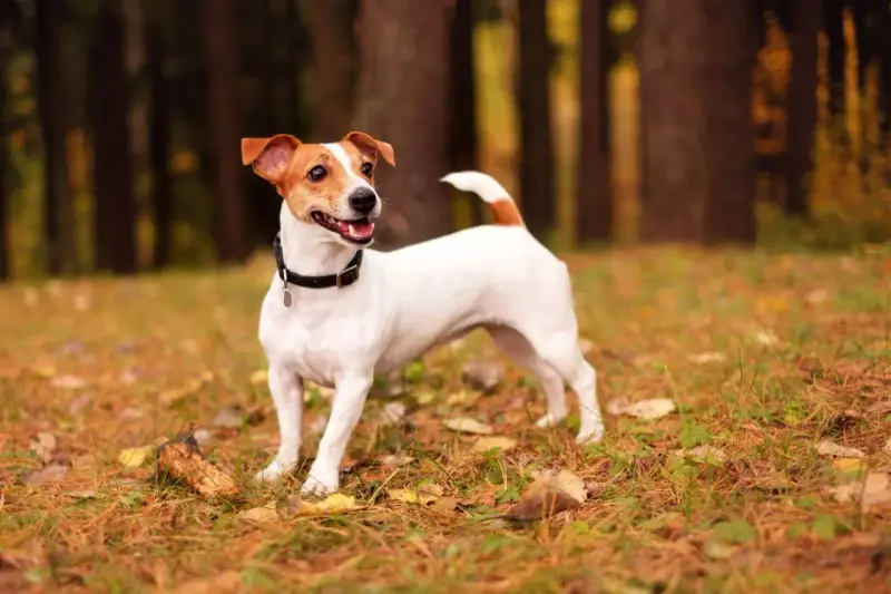 Wesoły jack russell terrier krótkowłosy w jesiennym lesie, z uszami do góry i ogonem wesoło podniesionym.