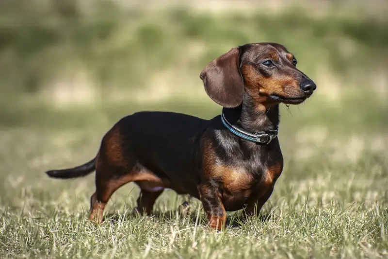 Jamnik z labradorem, pies rasy jamnik, stoi na trawie, z uszami opuszczonymi i wpatrzony w dal.