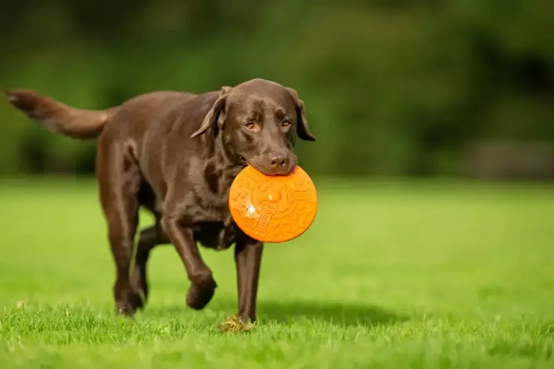 Czekoladowy labrador z pomarańczowym frisbee w pysku, gotowy do zabawy. Jego radosny charakter widać w każdym ruchu.