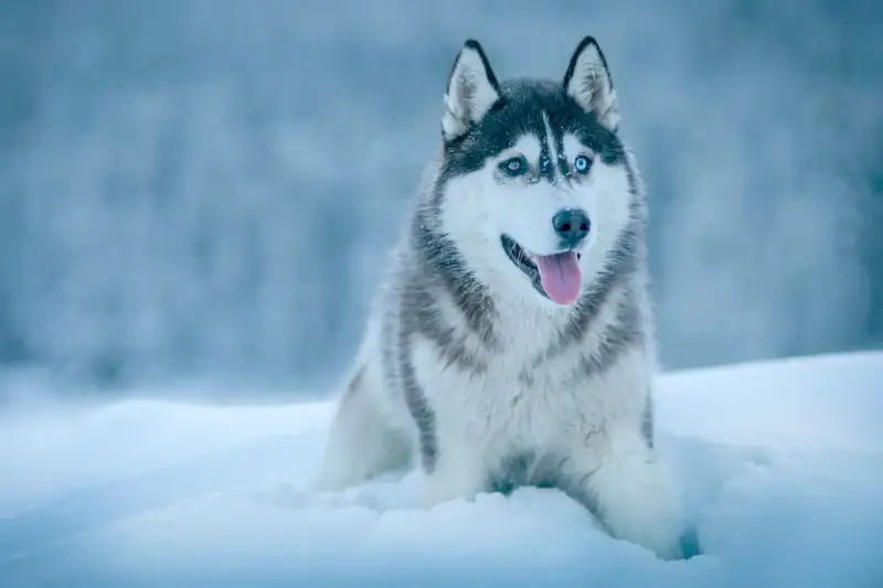 Piękny husky syberyjski z niebieskimi oczami siedzi w śniegu, dysząc z językiem na zewnątrz.